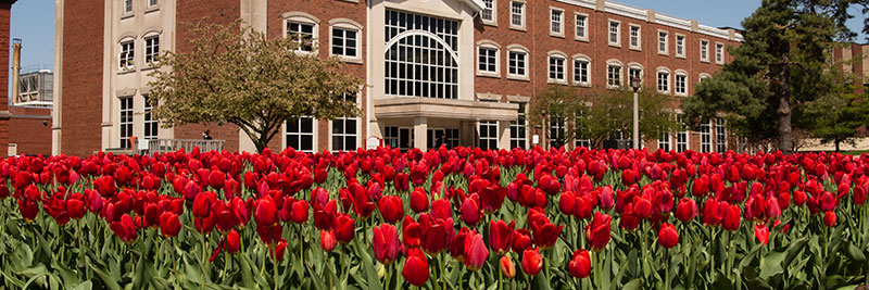 Beautiful red flowers on campus.